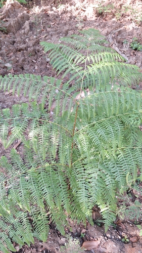 common bracken
