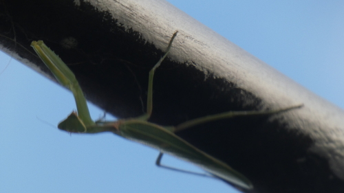 Transcaucasian Giant Mantis