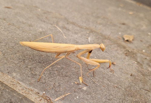 European Mantis