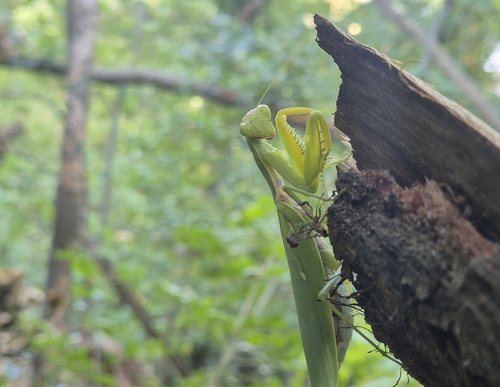 Transcaucasian Giant Mantis