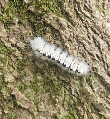 Hickory Tussock Moth