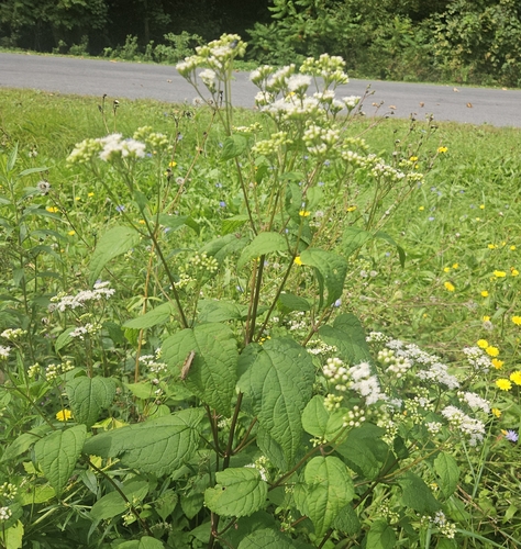 white snakeroot