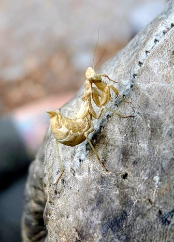 European Dwarf Mantis