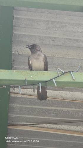 Common Bulbul