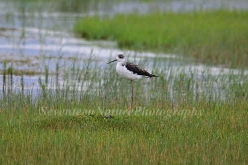 Black-winged Stilt