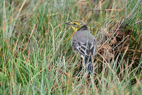 Citrine Wagtail