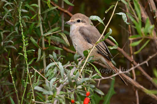 Isabelline Shrike