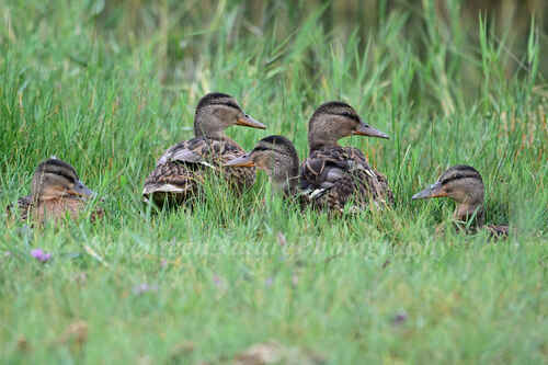 Mallard