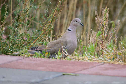 Eurasian Collared-Dove