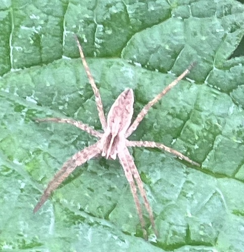 European Nursery Web spider