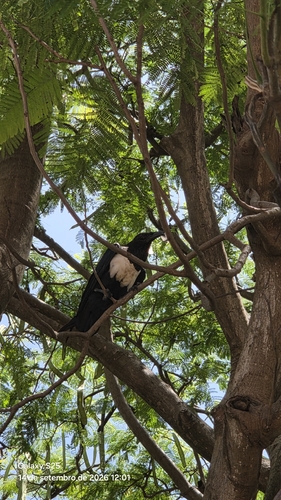 Pied Crow
