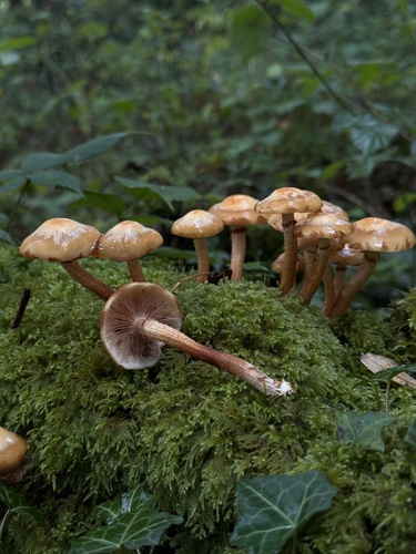 Sheathed Woodtuft