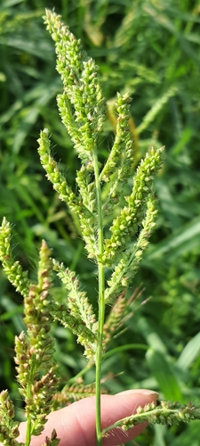 barnyardgrass