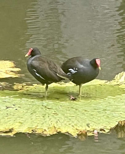 Eurasian Moorhen