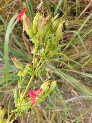 royal catchfly
