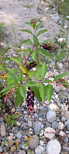 American pokeweed