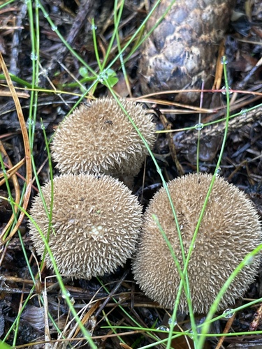 Spiny Puffball