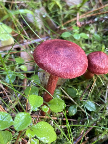 bloodred webcap