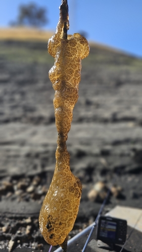 Magnificent Bryozoan