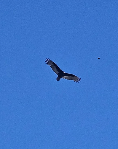 Turkey Vulture