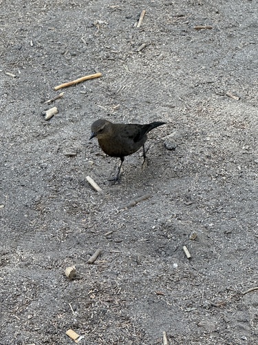 iNaturalist observation photo of Brewer's Blackbird
