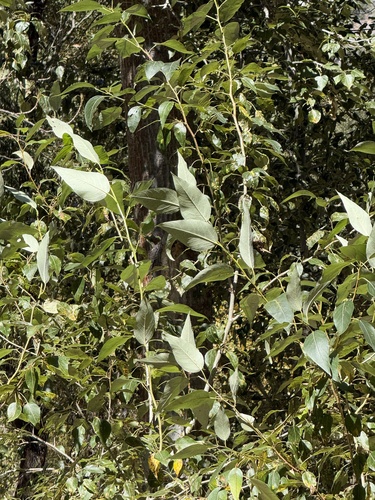 iNaturalist observation photo of poplars, cottonwoods, and aspens