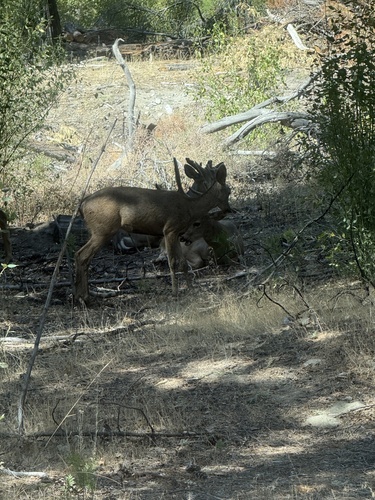 iNaturalist observation photo of Mule Deer