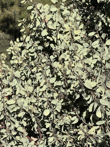 iNaturalist observation photo of Whiteleaf Manzanita