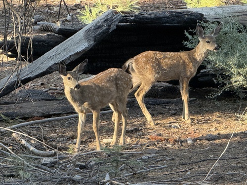 iNaturalist observation photo of Mule Deer