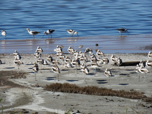 American Avocet