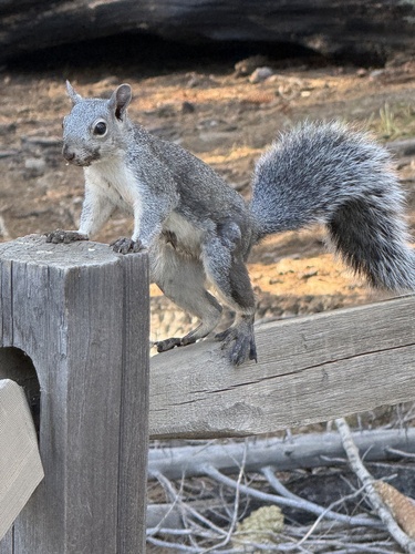 iNaturalist observation photo of Western Gray Squirrel