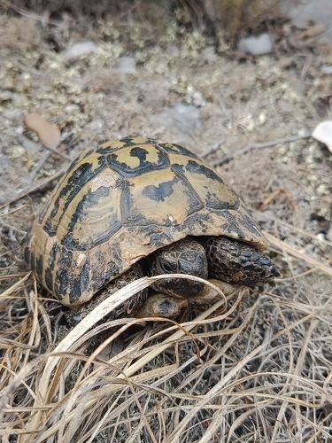 Hermann's Tortoise