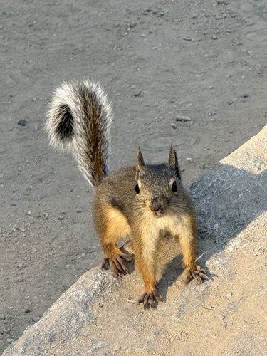 iNaturalist observation photo of Douglas's Squirrel