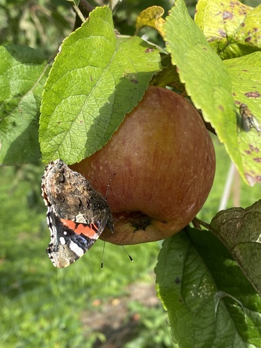 Red Admiral
