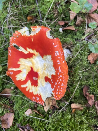 Fly Agaric