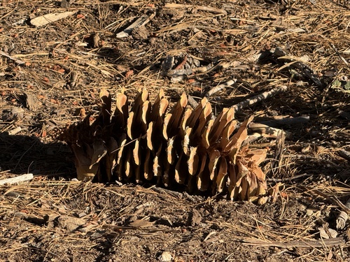 iNaturalist observation photo of sugar pine