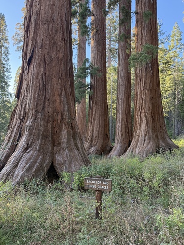 iNaturalist observation photo of giant sequoia
