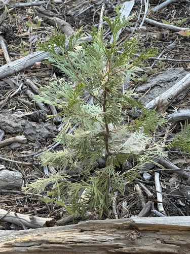 iNaturalist observation photo of California incense-cedar