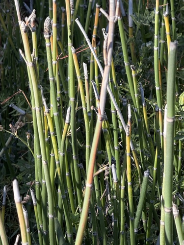iNaturalist observation photo of horsetails