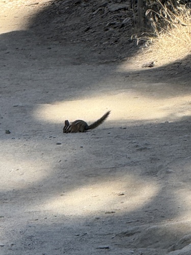 iNaturalist observation photo of Western Chipmunks