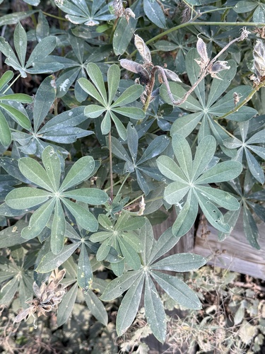 iNaturalist observation photo of lupines