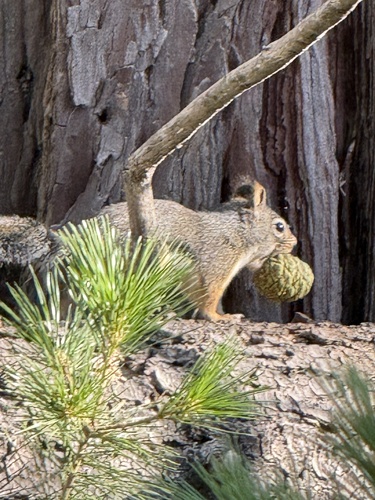 iNaturalist observation photo of Douglas's Squirrel