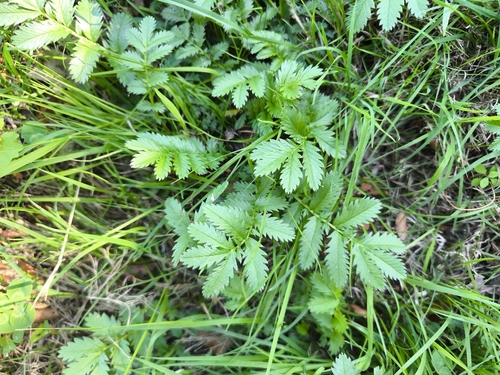 common silverweed