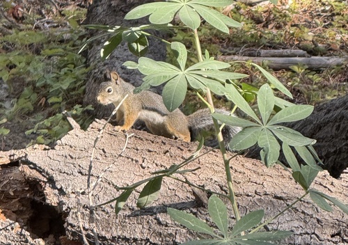 iNaturalist observation photo of Douglas's Squirrel