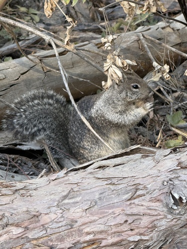 iNaturalist observation photo of California Ground Squirrel