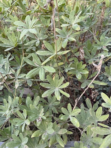 iNaturalist observation photo of lupines