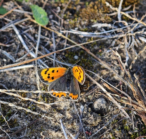 Small Copper
