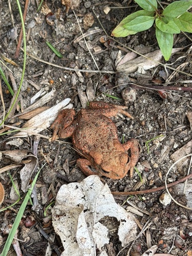 European Toad