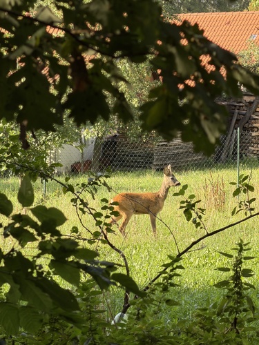 Western Roe Deer