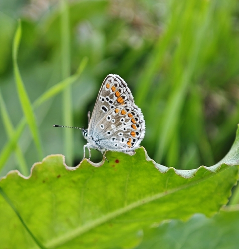 Brown Argus